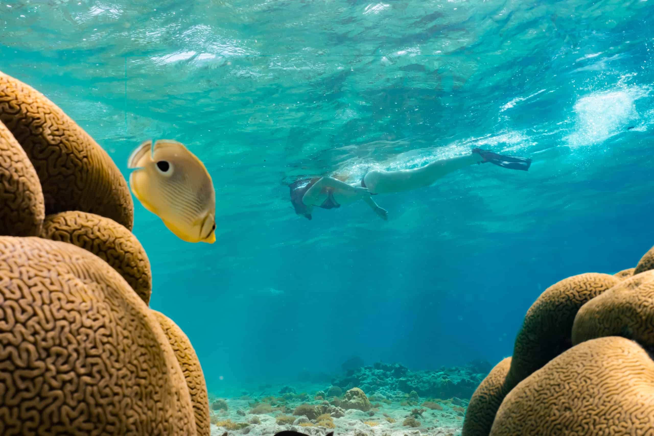 Snorkeling at Mangel Halto