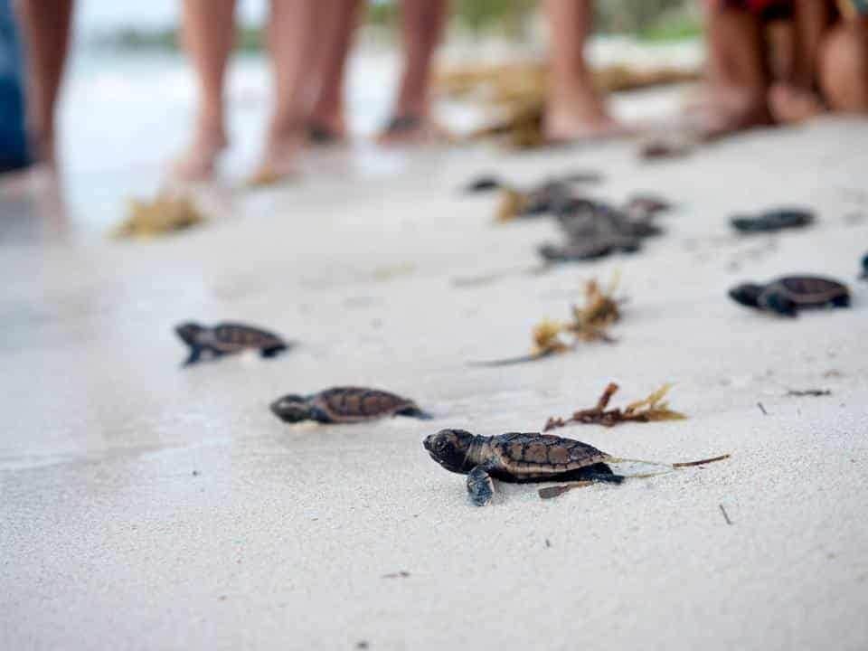 Protección de Tortugas Punta Cana (1)