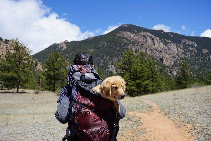 hospedaje-pet-friendly-airbnb-2