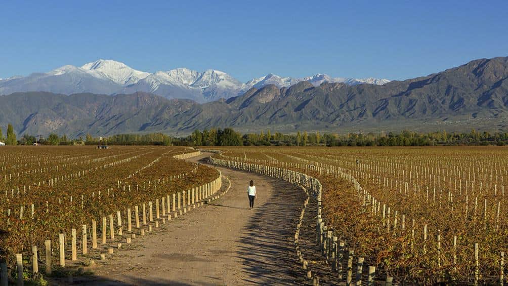 Presentan la Normativa COVID-19 Enoturismo una serie de medidas para que las bodegas de Argentina puedan volver a recibir visitantes 1