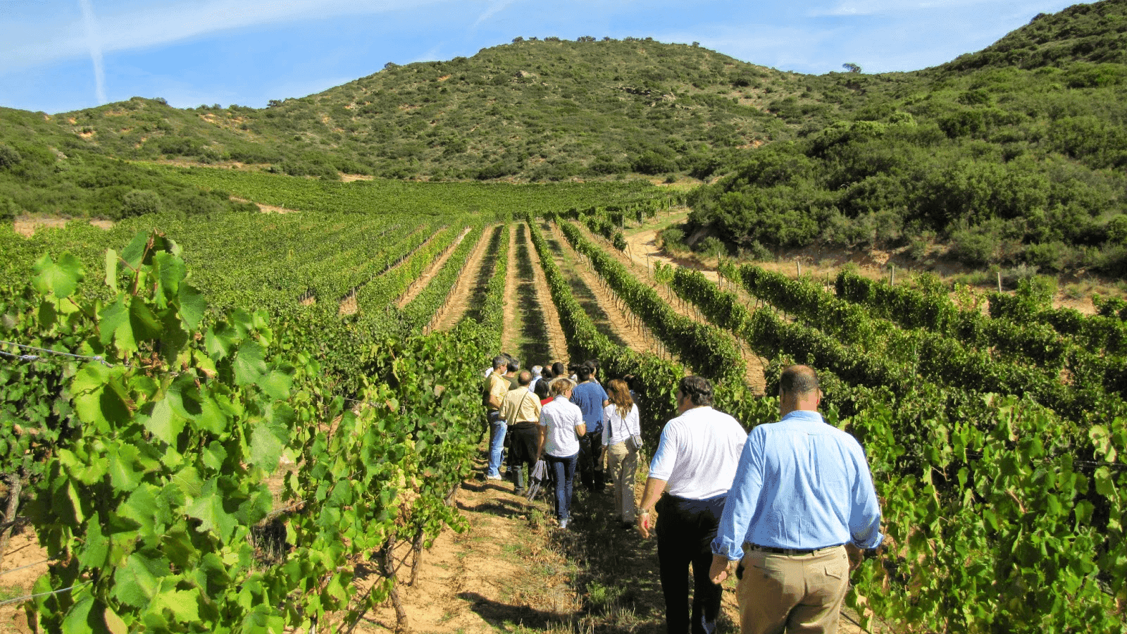 Anuncian la creación de la Organización Mundial del Enoturismo, integrada por 24 países vinculados al mundo del vino 1