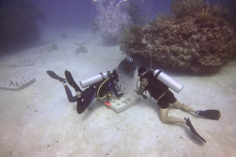 México se une a Grupo Iberostar para implementar un programa de restauración de corales marinos en la Riviera Maya 22