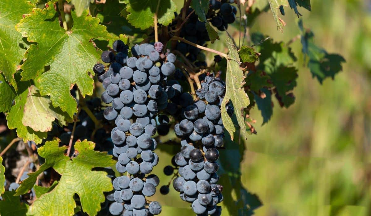 Buenos Aires El CCK recibirá el primer encuentro del año de Cocina Abierta con un homenaje al Malbec-1